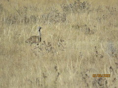 Eupodotis caerulescens