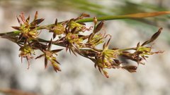 Juncus mexicanus