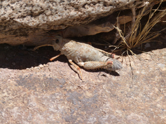 Puncticornia puncticornis