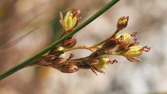 Juncus mexicanus