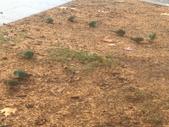 Psephotus haematonotus