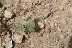 Astragalus schimperi
