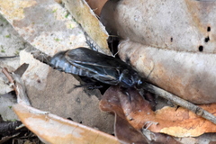 Panesthiinae