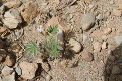 Astragalus schimperi