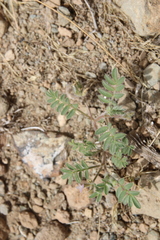 Astragalus schimperi