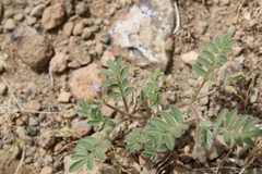 Astragalus schimperi