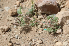 Astragalus schimperi