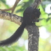 Black Prevost's Squirrel - Photo (c) Tan Kok Hui, some rights reserved (CC BY-NC), uploaded by Tan Kok Hui
