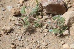 Astragalus schimperi