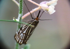 Chrysocramboides craterella