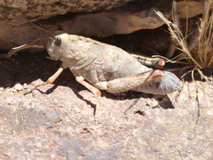 Puncticornia puncticornis