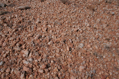 Trachypetrella anderssonii