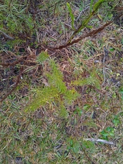 Baccharis coridifolia