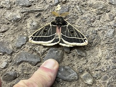 Agapema homogena