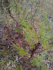 Baccharis coridifolia
