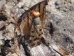Melieria