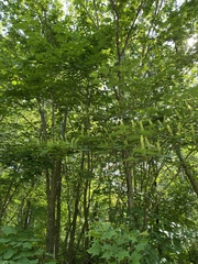 Acer ukurunduense