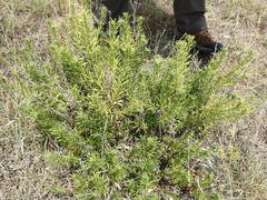 Baccharis texana