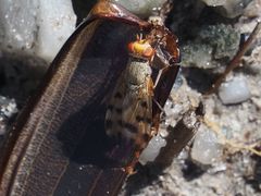 Melieria