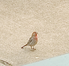 Haemorhous mexicanus