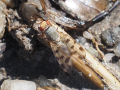 Melieria