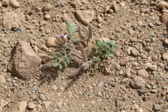 Astragalus schimperi