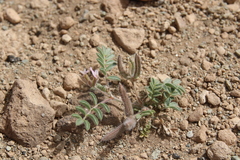 Astragalus schimperi