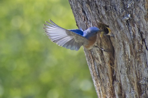 Eastern Bluebird photographed in New York