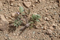 Astragalus schimperi