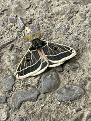 Agapema homogena