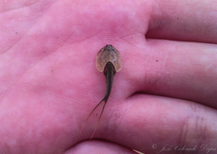 Triops longicaudatus