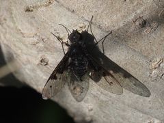 Anthrax trifasciatus