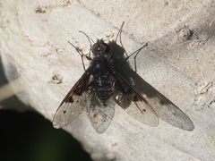 Anthrax trifasciatus
