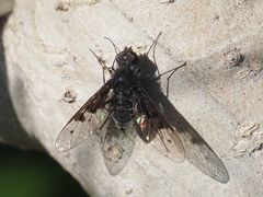 Anthrax trifasciatus