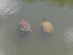 Pseudemys peninsularis