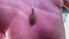 Triops longicaudatus