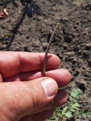 Glaucium squamigerum