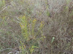 Dysodiopsis tagetoides