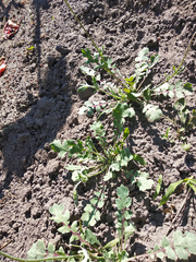 Glaucium squamigerum