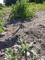 Glaucium squamigerum