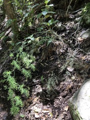 Asparagus umbellatus subsp. umbellatus image