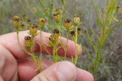 Dysodiopsis tagetoides