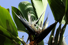Strelitzia caudata