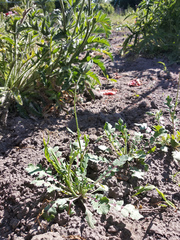 Glaucium squamigerum