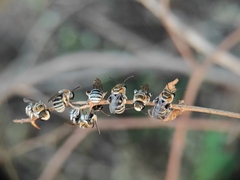 Pseudapis oxybeloides