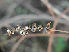 Pseudapis oxybeloides