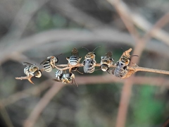 Pseudapis oxybeloides