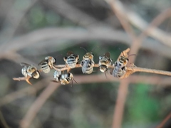 Pseudapis oxybeloides