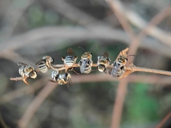 Pseudapis oxybeloides