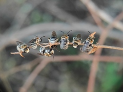 Pseudapis oxybeloides